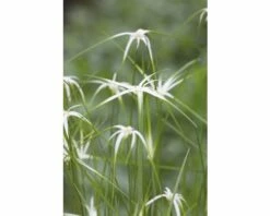 Star Grass FloraSelf Dichromena Colorata H 10-50 Cm Co 0,6 L