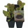 Eichblattsalat FloraSelf Bio Letuca Sativa 'Pasha' Ø 6 Cm Topf 6 Stk -FloraSelf Geschäft DV 8 6680825 01 4c DE 20190425101757