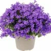 Glockenblume FloraSelf Campanula Portenschlagiana 'Intens Purple' Ø 20 Cm Topf -FloraSelf Geschäft DV 8 6698187 01 4c DE 20180323080820