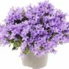 Glockenblume FloraSelf Campanula Portenschlagiana 'Lavender' Ø 20 Cm Topf -FloraSelf Geschäft DV 8 6698211 01 4c DE 20180323081700