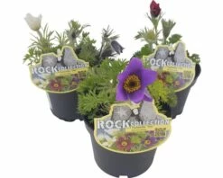 Küchenschelle ROCKCollection FloraSelf Pulsatilla Vulgaris H 10-20 Cm Ø 13 Cm Topf