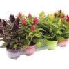 Celosie FloraSelf Celosia-Cultivars 'Kelos' Ø 12 Cm Zufällige Sortenauswahl -FloraSelf Geschäft DV 8 6726870 01 4c DE 20180505083048
