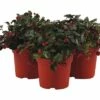 Torfmyrte FloraSelf Gaultheria Procumbens 'Big Berry' Ø 12 Cm Topf -FloraSelf Geschäft DV 8 6726872 01 4c DE 20211004074651