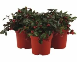 Torfmyrte FloraSelf Gaultheria Procumbens 'Big Berry' Ø 12 Cm Topf