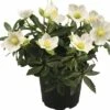 Christrose FloraSelf Helleborus Niger 'Little Darling' Ø 13 Cm Topf -FloraSelf Geschäft DV 8 6726874 01 4c DE 20180528182604