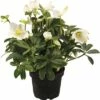 Christrose FloraSelf Helleborus Niger 'Christmas Darling' Ø 17 Cm Topf -FloraSelf Geschäft DV 8 6726875 01 4c DE 20180528182208