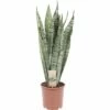 Bogenhanf FloraSelf Sansevieria Trifasciata 'Zeylanica' H Ca. 20 Cm Ø 12/13 Cm Topf -FloraSelf Geschäft DV 8 6736251 01 4c DE 20211004111659