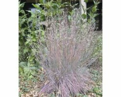 Blaugraues Präriegras FloraSelf Schizachyrium (Andropogon) Scoparium 'Blue Heaven' H 20-30 Cm Co 3 L