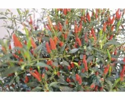 Chili FloraSelf Capsicum Frutescens 'Bonsai Thai' H 30-45 Cm Ø 17 Cm Topf