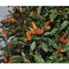 Chili FloraSelf Capsicum Frutescens 'Orange Thai' H 30-45 Cm Ø 17 Cm Topf -FloraSelf Geschäft DV 8 6773108 01 4c DE 20180623211658