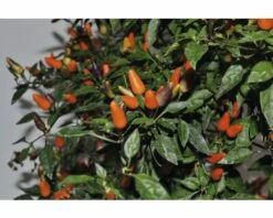 Chili FloraSelf Capsicum Frutescens 'Orange Thai' H 30-45 Cm Ø 17 Cm Topf