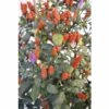 Chili FloraSelf Capsicum Frutescens 'Spicy Ania' H 30-45 Cm Ø 17 Cm Topf -FloraSelf Geschäft DV 8 6773109 01 4c DE 20200917090707