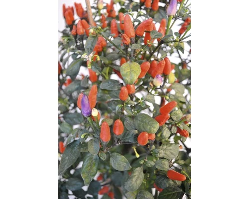 Chili FloraSelf Capsicum Frutescens 'Spicy Ania' H 30-45 Cm Ø 17 Cm Topf 3 Chili FloraSelf Capsicum Frutescens 'Spicy Ania' H 30-45 Cm Ø 17 Cm Topf