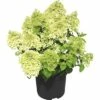 Rispenhortensie FloraSelf Hydrangea Paniculata 'Bobo'® H 50-60 Cm Co 6 L -FloraSelf Geschäft DV 8 6782873 01 4c DE 20180706051650