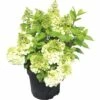 Rispenhortensie FloraSelf Hydrangea Paniculata 'Magical Mont Blanc' ® H 50-60 Cm Co 5 L -FloraSelf Geschäft DV 8 6782875 01 4c DE 20180706051650