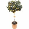Kumquat-Stämmchen FloraSelf Citrus Japonica Ø 24 Cm Topf -FloraSelf Geschäft DV 8 6817460 01 4c DE 20180919171753
