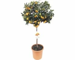 Kumquat-Stämmchen FloraSelf Citrus Japonica Ø 24 Cm Topf
