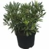 Großblumige Alpenrose FloraSelf Rhododendron Hybride 'Blewbury' H 30-40 Cm Co 6 L -FloraSelf Geschäft DV 8 6824191 01 4c DE 20180907051651