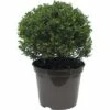 FloraSelf Bergilex Kugel Ilex Crenata 'Glory Gem' H 20-25 Cm Co 5 L -FloraSelf Geschäft DV 8 6825329 01 4c DE 20200406174659