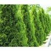 Lebensbaum FloraSelf Thuja Occidentalis `Smaragd` H 100-125 Cm Co 10 L -FloraSelf Geschäft DV 8 6835289 01 4c DE 20210122181659 2