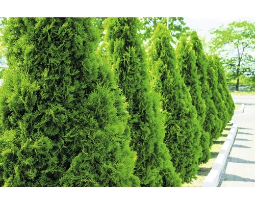 Lebensbaum FloraSelf Thuja Occidentalis `Smaragd` H 100-125 Cm Co 10 L 3 Lebensbaum FloraSelf Thuja Occidentalis `Smaragd` H 100-125 Cm Co 10 L