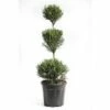 Leyland-Zypresse 3 Kugel FloraSelf Cupressocyparis Leylandii 'Pyramidalis' H 60-80 Cm Co 10 L -FloraSelf Geschäft DV 8 6857798 01 4c CH 20220210154757