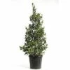Stechpalme FloraSelf Ilex Mutchagara 'Nellie R.Stevens' H 100-120 Cm Co 25 L -FloraSelf Geschäft DV 8 6857809 01 4c CH 20181017124655