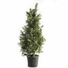 Stechpalme FloraSelf Ilex Mutchagara 'Nellie R.Stevens' H 175-200 Cm Co 55 L -FloraSelf Geschäft DV 8 6857810 01 4c CH 20181017124655