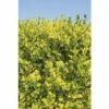 Sichtschutzhecke Gold-Liguster Spalier FloraSelf Ligustrum Ovalifolium 'Aureum' H 110-120 Cm B 80 Cm Co 30 L -FloraSelf Geschäft DV 8 6857812 03 4c DE 20220926091756 1