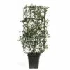 Spalier Glanzmispel FloraSelf Photinia Fraseri 'Robusta Compacta' H 100-110 Cm B 50 Cm Co 18 L -FloraSelf Geschäft DV 8 6857818 01 4c CH 20181017124655