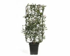 Spalier Glanzmispel FloraSelf Photinia Fraseri 'Robusta Compacta' H 100-110 Cm B 50 Cm Co 18 L