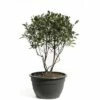 Glanzmispel FloraSelf Photinia Fraseri 'Pink Marble' H 100-120 Cm Co 50 L -FloraSelf Geschäft DV 8 6857825 01 4c CH 20181017124655