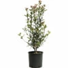 Glanzmispel FloraSelf Photinia Fraseri 'Robusta Compacta' H 50-70 Cm Co 4 L 2 Glanzmispel FloraSelf Photinia Fraseri 'Robusta Compacta' H 50-70 Cm Co 4 L -FloraSelf Geschäft DV 8 6857827 01 4c NL 20221027074752