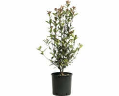 Glanzmispel FloraSelf Photinia Fraseri 'Robusta Compacta' H 50-70 Cm Co 4 L