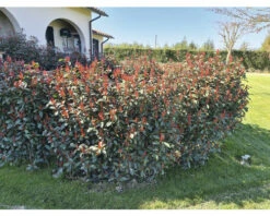 Glanzmispel FloraSelf Photinia Fraseri 'Robusta Compacta' H 50-70 Cm Co 4 L -FloraSelf Geschäft DV 8 6857827 06 4c DE 20210609111754