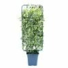 Sternjasmin Spalier FloraSelf Trachelospermum Jasminoides H 100-110 Cm B 50 Cm Co 18 L -FloraSelf Geschäft DV 8 6857830 02 4c CH 20200127171751