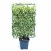 Sternjasmin Spalier FloraSelf Trachelospermum Jasminoides H 110-120 Cm B 80 Cm Co 30 L -FloraSelf Geschäft DV 8 6857831 02 4c CH 20200127171751