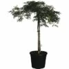 Grüner Schlitzahorn FloraSelf Acer Palmatum 'Dissectum Viridis' H Ca.140 Cm Co 45 L -FloraSelf Geschäft DV 8 6858278 01 4c CH 20181031051657