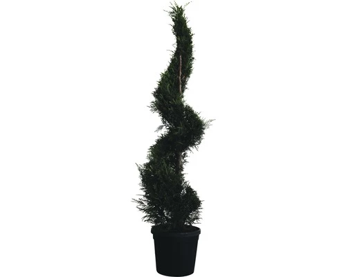Formgehölz Leyland-Zypresse Spirale FloraSelf Cupressocyparis Leylandii H 210 Cm Co 45 L 3 Formgehölz Leyland-Zypresse Spirale FloraSelf Cupressocyparis Leylandii H 210 Cm Co 45 L