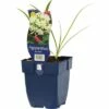 Schmucklilie FloraSelf Agapanthus Africanus 'Albus' H 5-30 Cm Co 0,5 L -FloraSelf Geschäft DV 8 7013366 01 4c DE 20200704221656