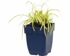 Gelbgrüne Garten-Segge FloraSelf Carex Oshimensis 'Evergold' H 5-30 Cm Co 0,5 L -FloraSelf Geschäft DV 8 7013472 01 4c DE 20200212151652