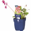 FloraSelf Herzblume Dicentra Formosa 'Luxuriant' H 5-35 Cm Co 0,5 L (6 Stk.) -FloraSelf Geschäft DV 8 7013520 01 4c DE 20220402214656