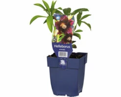 Lenzrose FloraSelf Helleborus Orientalis H 5-50 Cm Co 0,5 L