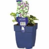 Gefleckte Taubnessel FloraSelf Lamium Maculatum 'Beacon Silver' H 5-20 Cm Co 0,5 L -FloraSelf Geschäft DV 8 7013702 01 4c DE 20220311094651