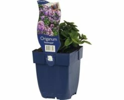Heidegünsel FloraSelf Origanum-Cultivars 'Rosen Kuppel' H 5-25 Cm Co 0,5 -FloraSelf Geschäft DV 8 7013780 02 4c DE 20191216051652
