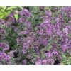 Heidegünsel FloraSelf Origanum-Cultivars 'Rosen Kuppel' H 5-25 Cm Co 0,5 -FloraSelf Geschäft DV 8 7013780 03 4c DE 20200710114650