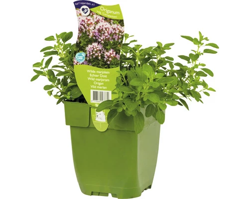 Oregano FloraSelf Origanum Vulgare 'Compactum' H 5-20 Cm Co 0,5 L 3 Oregano FloraSelf Origanum Vulgare 'Compactum' H 5-20 Cm Co 0,5 L