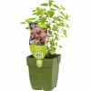 Oregano FloraSelf Origanum Vulgare H 5-15 Cm Co 0,5 L (6 Stk.) -FloraSelf Geschäft DV 8 7013783 01 4c DE 20210825181658