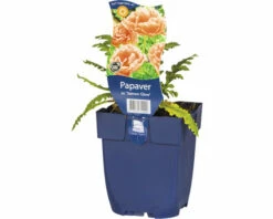 FloraSelf Orientalischer Mohn Papaver Orientale 'Salmon Glow' H 5-60 Cm Co 0,5 L (6 Stk.)