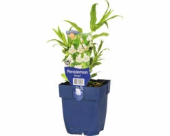 FloraSelf Bartfaden Pentstemon-Cultivars 'Gletsjer' H 5-80 Cm Co 0,5 L (6 Stk.)